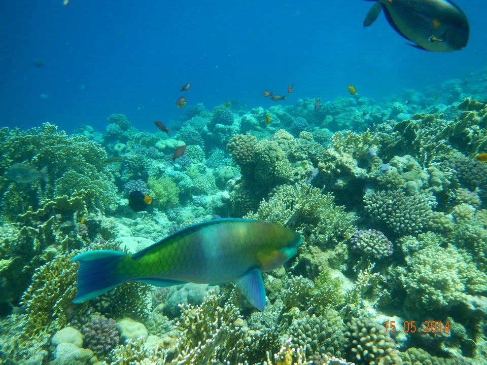 Coral video. Подводный мир красного моря Хургада. Рыбы красного моря Египет Хургада. Подводный мир Средиземного моря. Обитатели Средиземного моря.