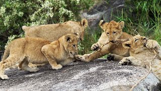 Tug of War! LION CUB Edition