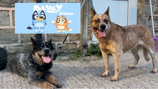 Bluey And Bingo Australian Cattle Dogs Blue And Red Heelers