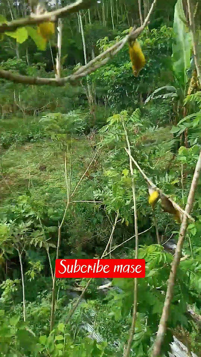 Mikat burung pleci terbanyak dakun pacitan #shorts #plecimania