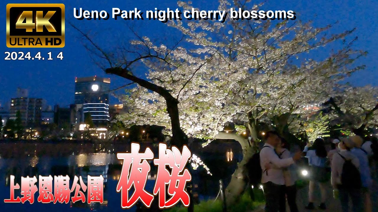 【4K Japan】2024.4.14上野恩賜公園の夜桜 『Cherry blossoms at night at Ueno Onshi Park』#上野 #桜 #夜桜 #CherryBlossoms