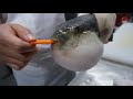 Puffer fish eating carrot