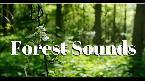 Nature sounds Meditation forest sounds of birds singing relaxation - 4 minutes