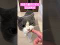 今日の鼻すりすり(ふく)#shorts