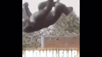 Monkey flip 🐒
