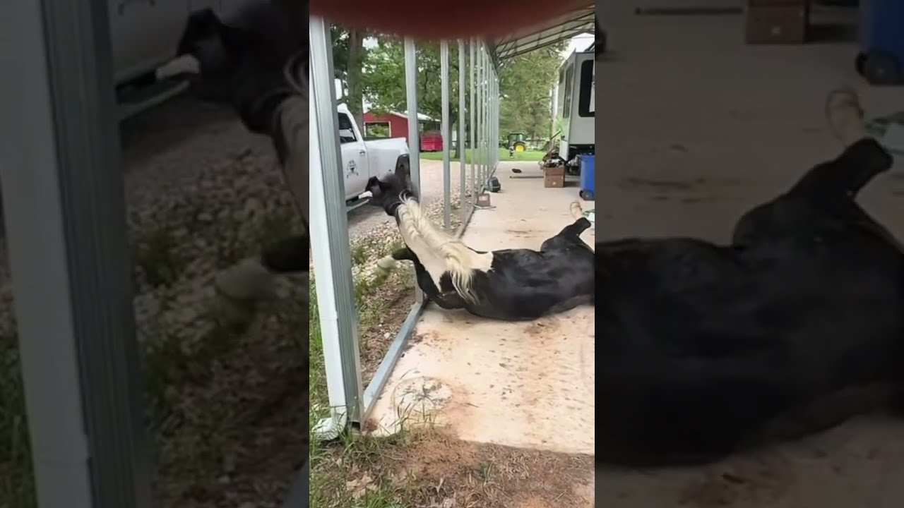 Neighbors Stallion Takes Multiple Tumbles Full Video On YouTube 