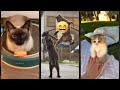 Funny Cats 2024 рџђ Funny Cats Compilation рџ Ђ Magicmewtv Ep 9172 Funny Cats 2024 рџђ Funny Cats Compilation рџ Ђ Magicmewtv Ep 9172