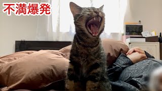体調不良で飼い主にかまってもらえず不満を爆発させてしまった猫w