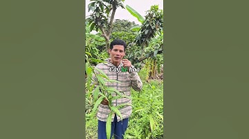 CÙNG TÌM HIỂU VỀ CÂY BỒ CÔNG ANH #thuocnam #caythuocnam #thaoduoc #shorts