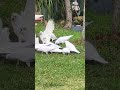 Corellas jostling for Seed Port Stephens