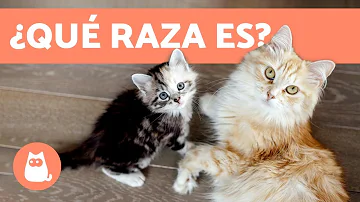 ¿Cuál es la raza de gato más fácil de adiestrar?