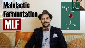 Malolactic fermentation - MLF