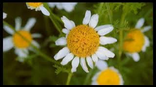 Al Quran  Surah Al-Jumu'ah  (سورة الجمعة)