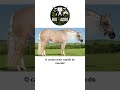 Um cavalo anfibio por natureza!