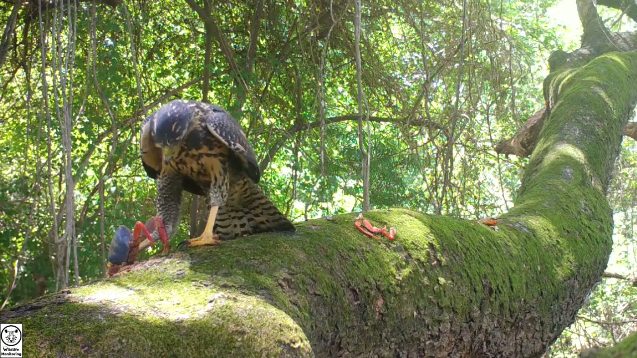 Vida selvagem costa rica