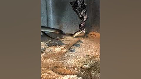 Olive Python Feeding chicken