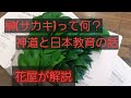 はなここち「はなここち」榊（サカキ）と神道の回　コロナ禍での不動産ショックの話