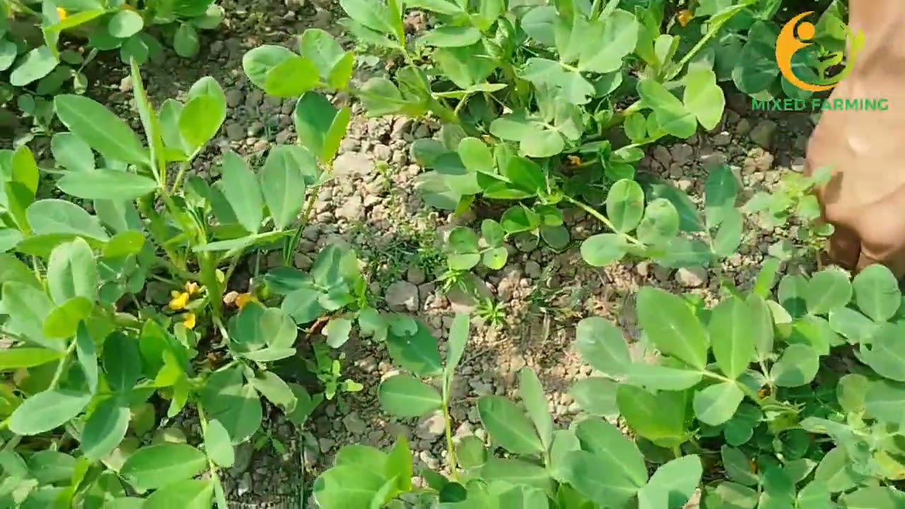 মিশ্র চাষাবাদে লাভ বেশি ❤️ #viralreelschallenge #Mixed #gardening.