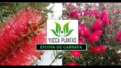 Como cuidar da planta escova-de-garrafa?