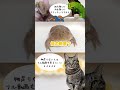 ブチギレばじぇお ブチギレばじぇお