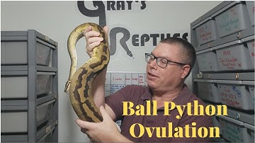 Ball Python Ovulation