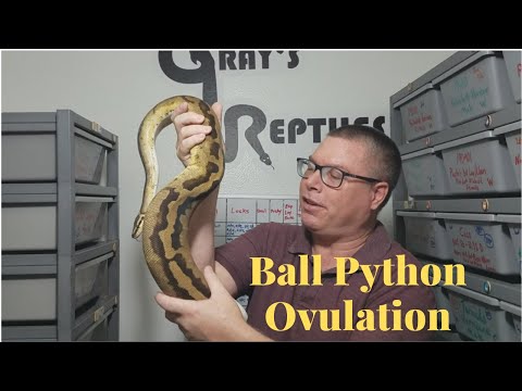 Ball Python Ovulation