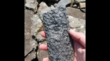 A Lepidodendron root fossil - long extinct giant relatives of todays Club Mosses. Ireland