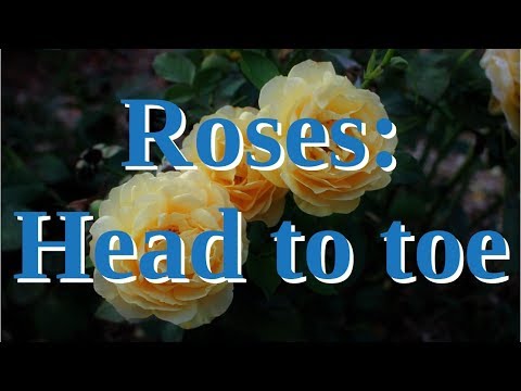 Video: Rose-deformiteter - Årsager til deforme rosenblade og -blomster