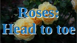 Rose Anatomy: Head to Toe