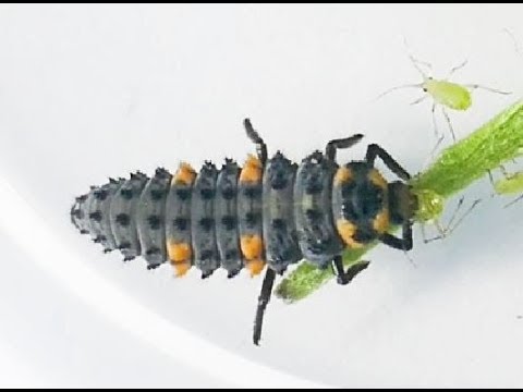 アブラムシの天敵 テントウムシの幼虫がアブラムシを捕食する様子を観察する Youtube