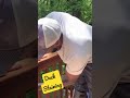 Deck Staining Using Expert Stain and Seal