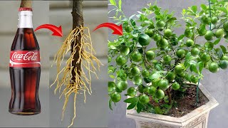 : SUPER SPECIAL TECHNIQUE for propagating LEMON plants with coca, fast growth