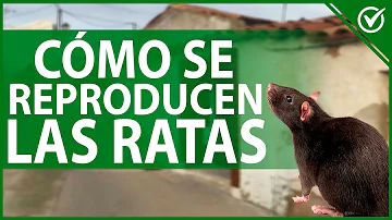 ¿Las ratas tienen la regla?