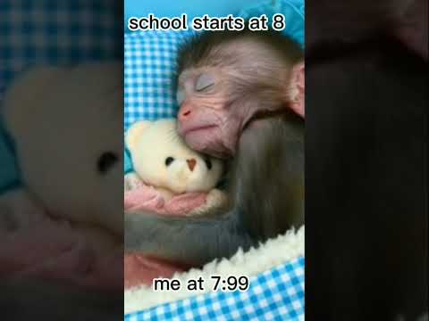 school starts at