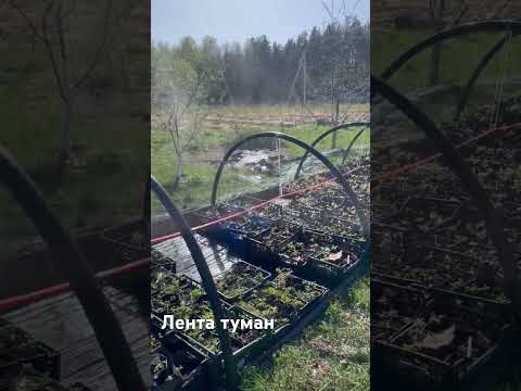 Лента туман ,