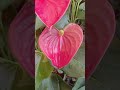 Beautiful Anthurium Plant Flowers Blooming || Anthurium Plant Flowers #shorts