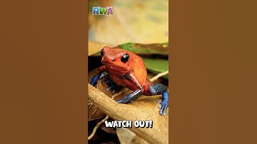 ☠️ 🐸 Poison Dart Frogs?! Kids Count Jungle Frogs in Costa Rica!