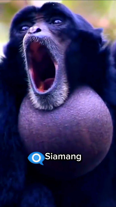 Siamang  #monkey #animals #shorts