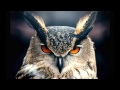 OWL СОВА ФОТО из инета Bruno Coulais   Winged Migration