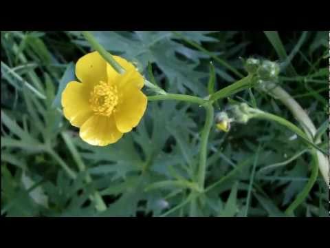 MyNature Apps; Identifying