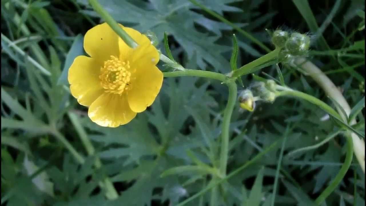 MyNature Apps; Identifying Tall Buttercup, Ranunculus acris YouTube