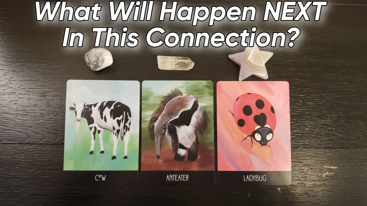 🤔💕 What Will Happen NEXT In This Connection? Pick A Card Love Reading ...