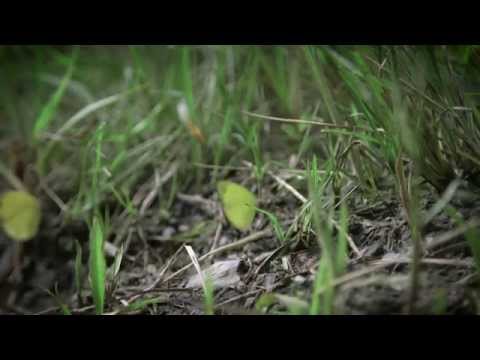 Papua New Guinea: First National Forest Inventory and Biodiversity