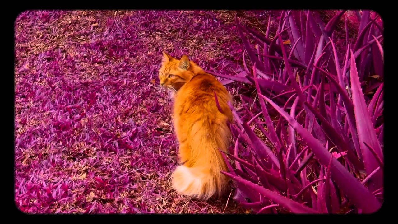 children of the full moon