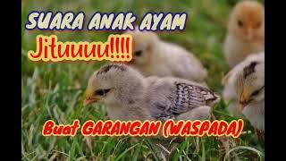 Suara Anak Ayam buat pancingan garangan musang PASTI NONGOL 