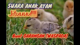 Suara Anak Ayam buat pancingan garangan / musang ( PASTI NONGOL )