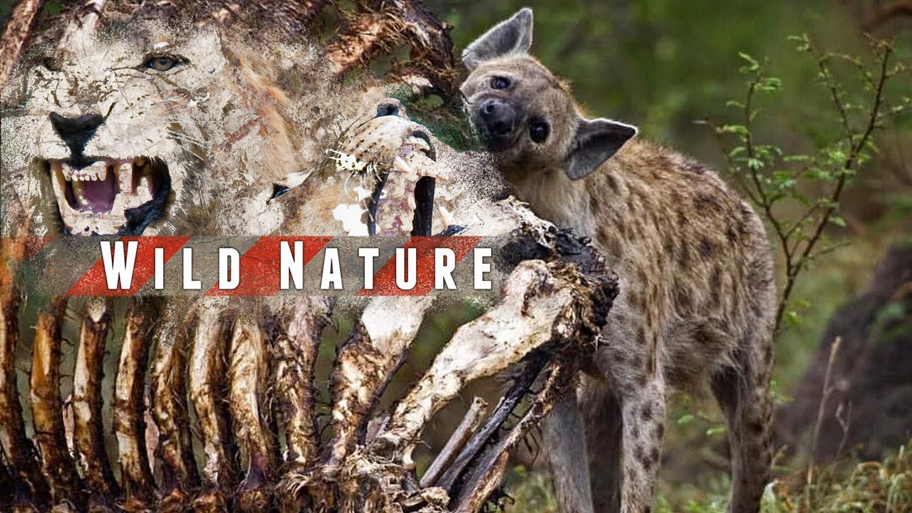 mountain lion live tv Meet the sanitation team of the bush | Wild Nature