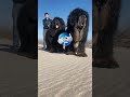 Biggest #animals# Caught on Camera #shortvideo 😱😍😍