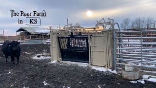 Winter Evenings on the Ranch