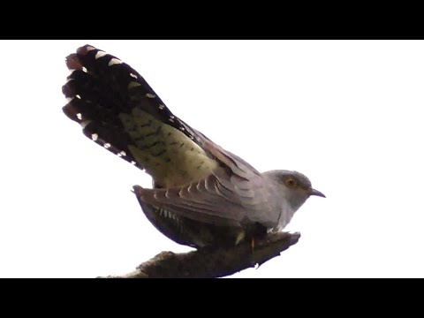 Кукушка все кукует. Cuckoo